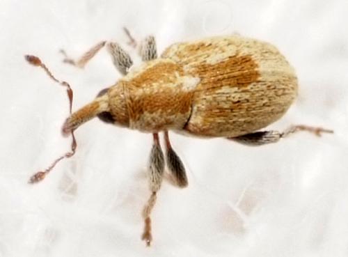 Sibinia sp.
