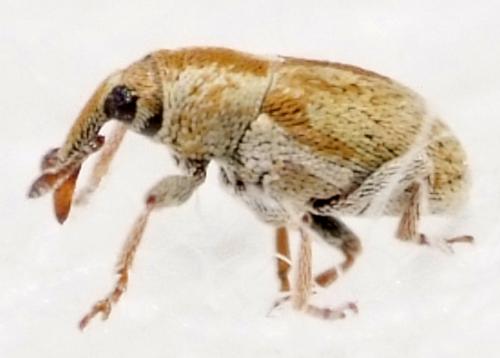 Sibinia sp.