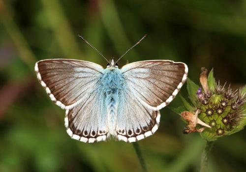 Polyommatus coridon