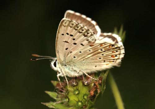 Réf. 149 978 : Polyommatus coridon