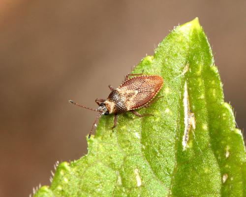 Oncochila simplex