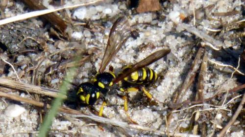 Cerceris sp.