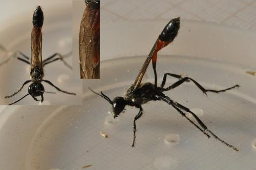 Ammophila sabulosa