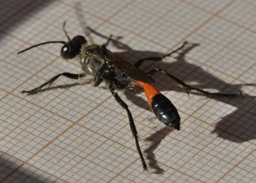 Ammophila sabulosa