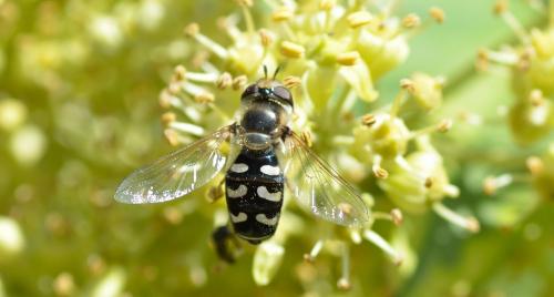 Réf. 149 829 : Scaeva pyrastri