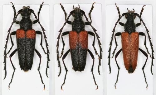 Stictoleptura canadensis canadensis