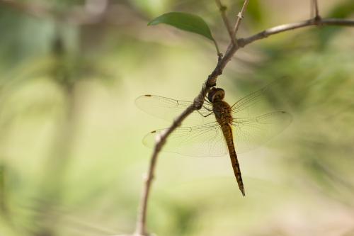 Pantala flavescens