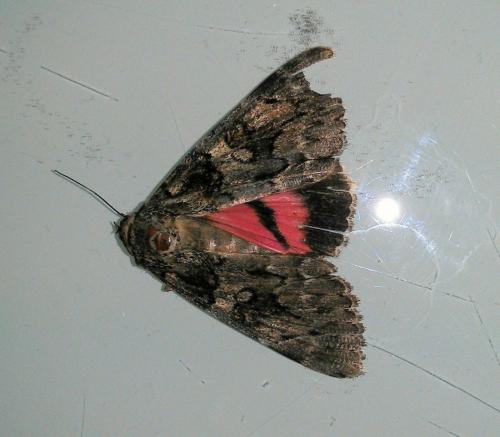 Catocala coniuncta