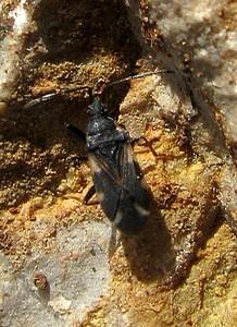 Taphropeltus andrei
