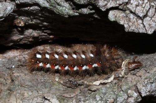 Réf. 149 347 : Acronicta rumicis