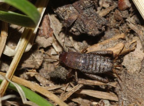 Réf. 149 438 : Paramogoplistes novaki