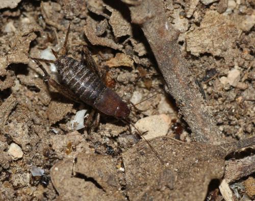 Réf. 149 436 : Paramogoplistes novaki