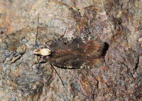 Réf. 149 186 : Agonopterix liturosa