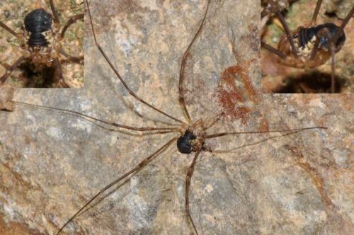 Dicranopalpus pyrenaeus