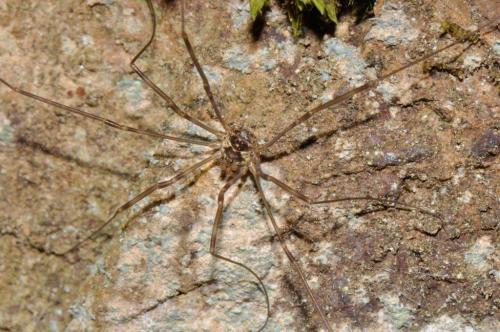 Dicranopalpus pyrenaeus