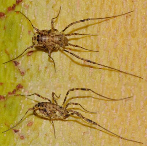 Réf. 149 984 : Oligolophus hanseni