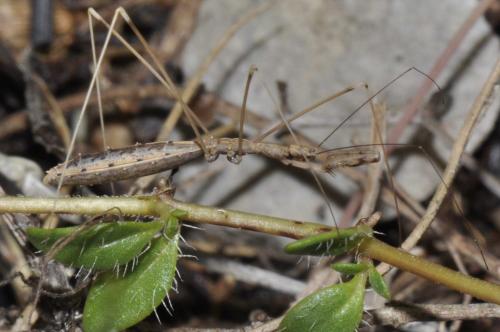 Ploiaria sp.