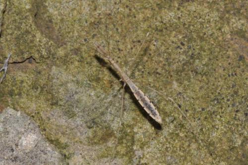 Ploiaria sp.