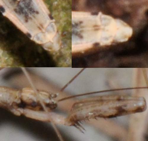 Réf. 149 566 : Ploiaria sp.