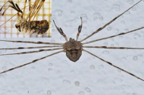 Réf. 149 409 : Dicranopalpus ramosus