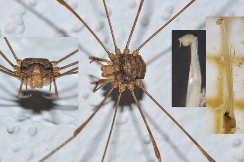 Réf. 149 408 : Dicranopalpus ramosus