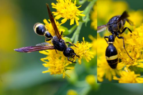 Réf. 149 043 : Discoelius zonalis