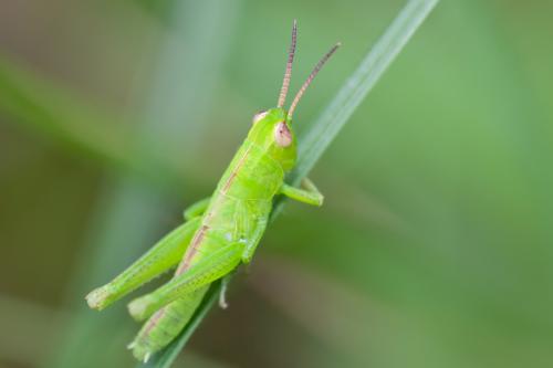 Réf. 149 052 : Mecostethus parapleurus parapleurus