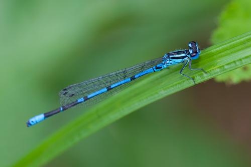 Coenagrion puella