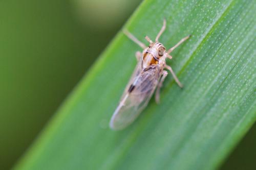 Laodelphax striatellus