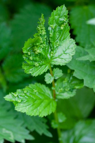 Dasineura ulmaria