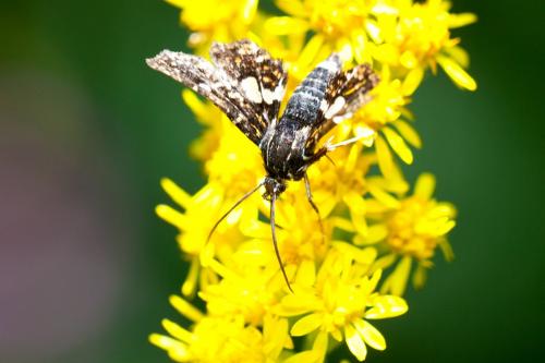 Thyris fenestrella