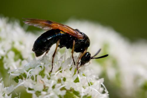 Arge ustulata