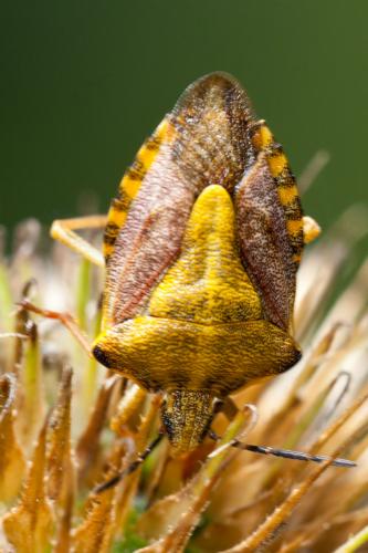 Réf. 149 880 : Carpocoris purpureipennis