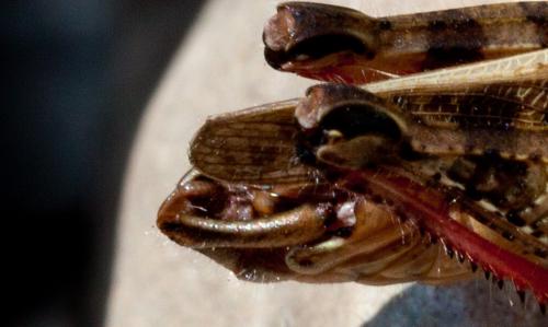 Calliptamus italicus