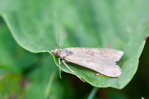 Nomophila noctuella