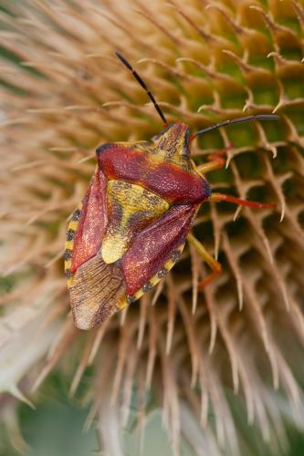 Carpocoris purpureipennis