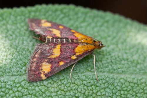 Réf. 149 439 : Pyrausta purpuralis