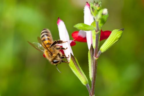 Apis mellifera