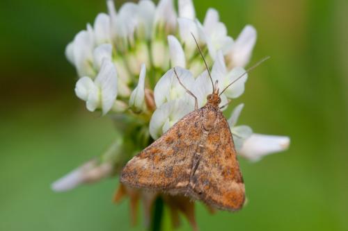 Pyrausta despicata