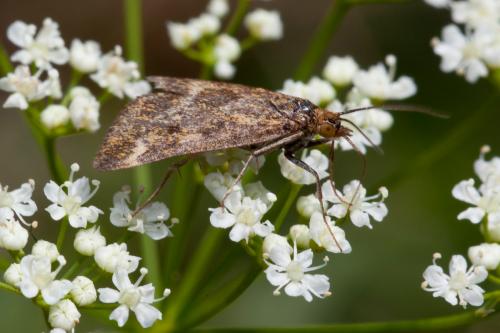 Pyrausta despicata