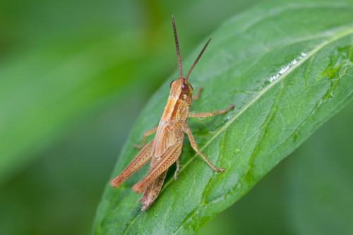 Euchorthippus declivus