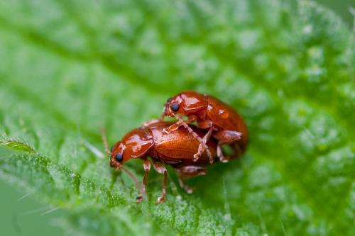 Réf. 149 473 : Neocrepidodera sp.