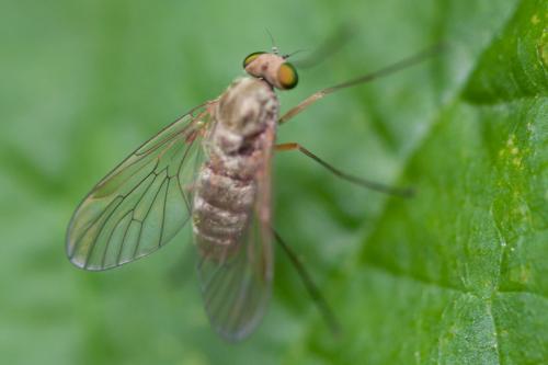 Chrysopilus asiliformis