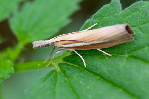 Agriphila sp.