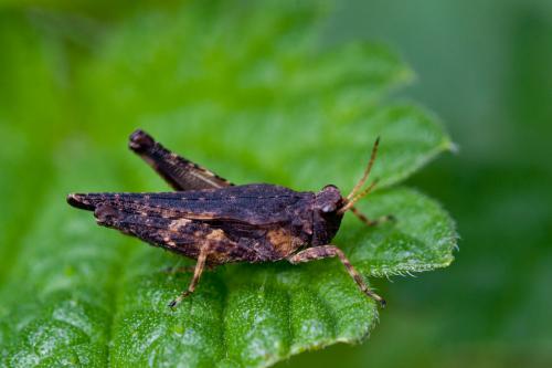 Réf. 149 543 : Tetrix subulata