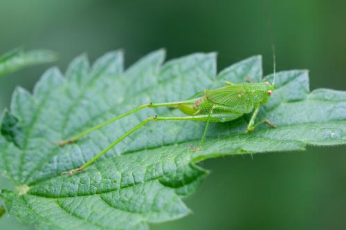 Phaneroptera sp.