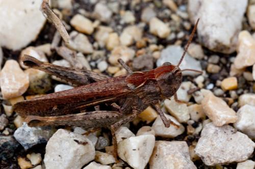 Réf. 149 594 : Chorthippus sp.