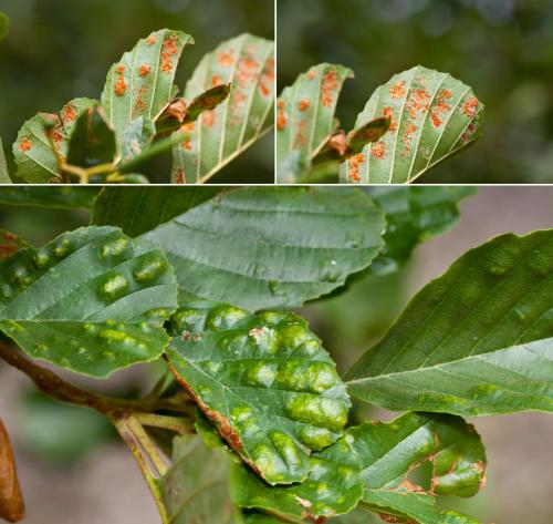 Acalitus brevitarsus