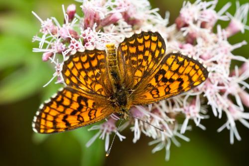 Réf. 149 605 : Melitaea athalia celadussa