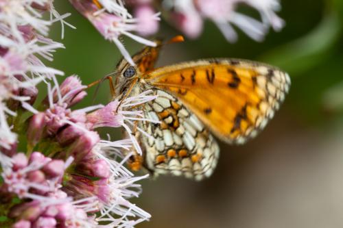Melitaea athalia celadussa